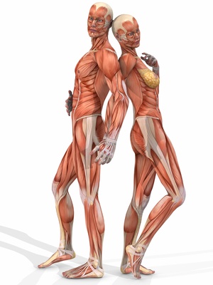 Muskelaufbau eines weiblichen und männlichen Körpers