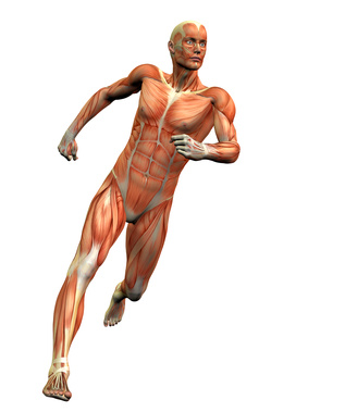 anatomy man 3